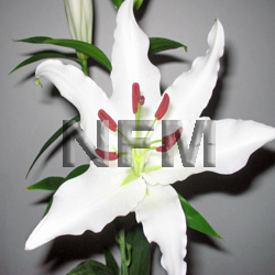 Wholesale Siberia oriental Lilies-nationalflowermart.com